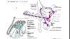 Testicules Et Voies Spermatiques